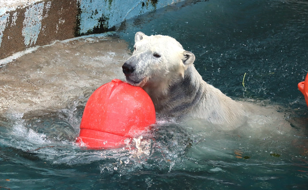 ホウちゃんの遊んだ玩具のキーホルダー