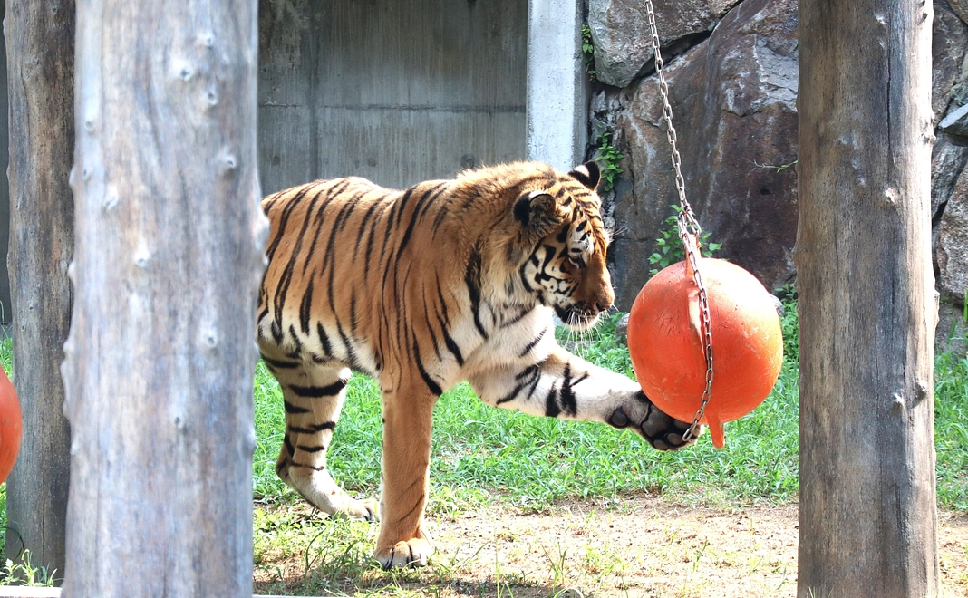 ショウヘイの遊んだ玩具のキーホルダー