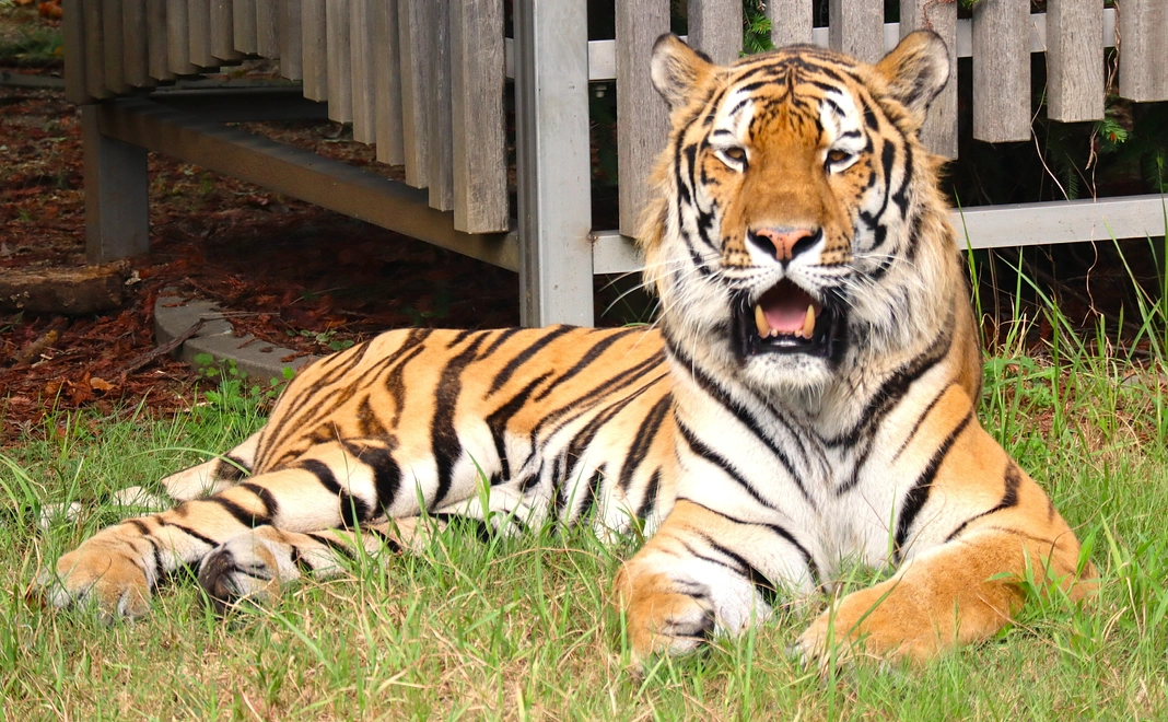 ショウヘイの写真集