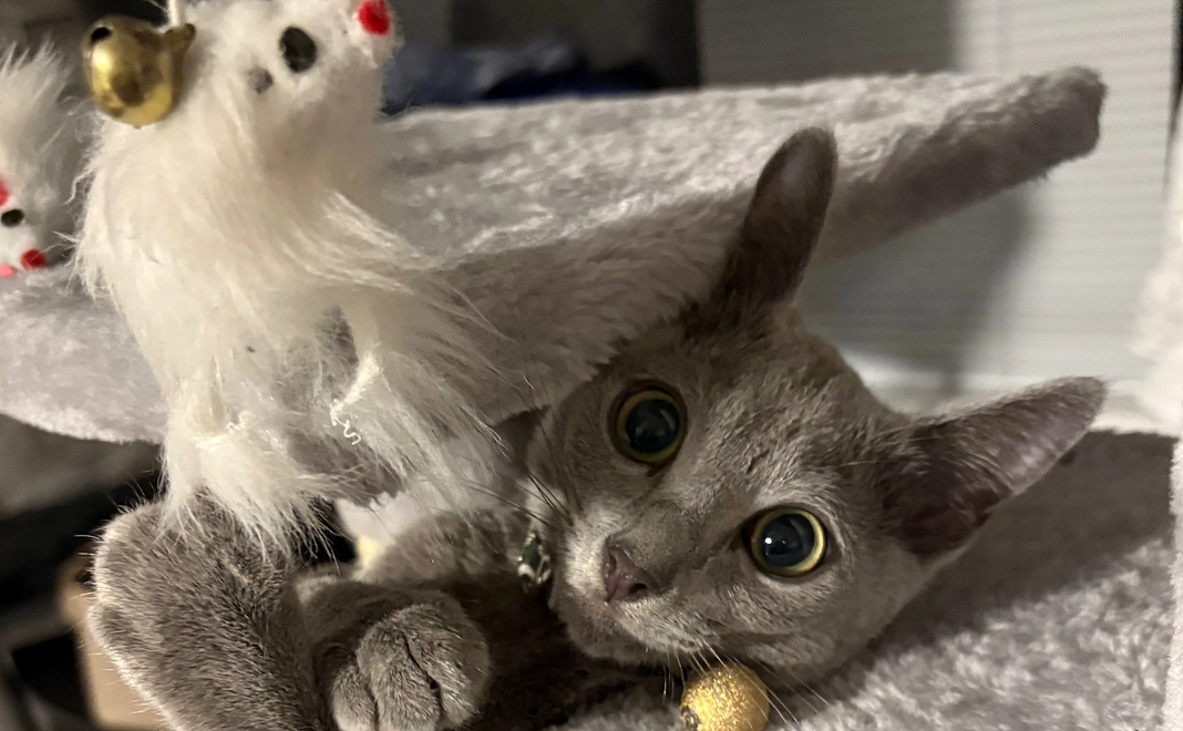 ぶる支援(7万円)感謝のメール、画像を4枚、動画