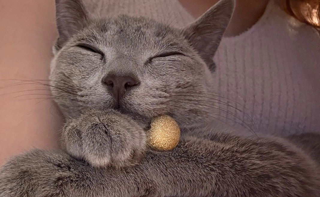 ぶる支援(10万円)感謝のメール、画像5枚、動画