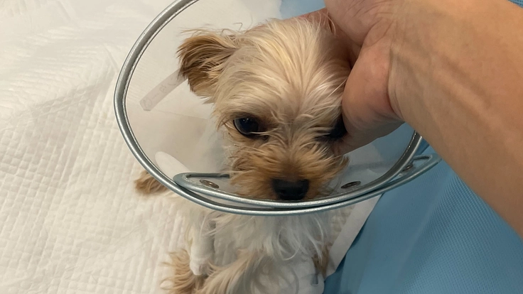 ヨークシャーテリアうどんちゃんの髄膜脳脊髄炎の治療を続けたいです