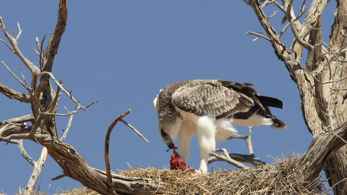 アフリカ野生動物の旅 Vol.25