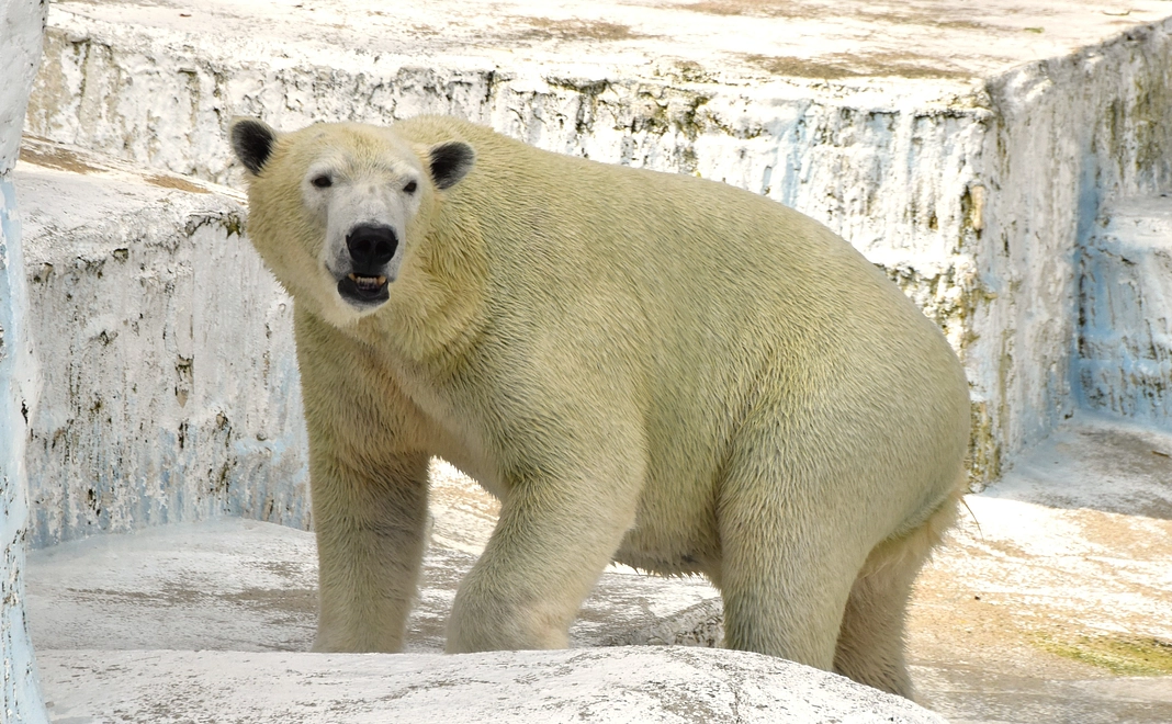 ホウちゃんの回虫（獣医師さん発案！）