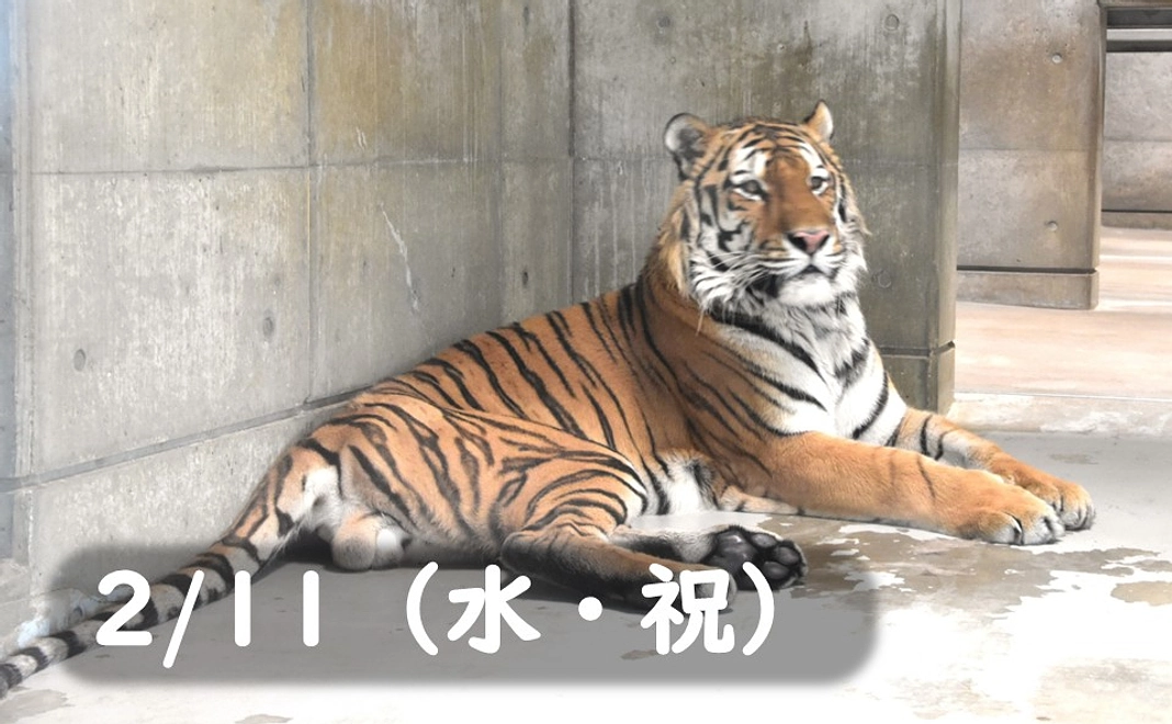 【2/11（水・祝）】トラの飼育員体験