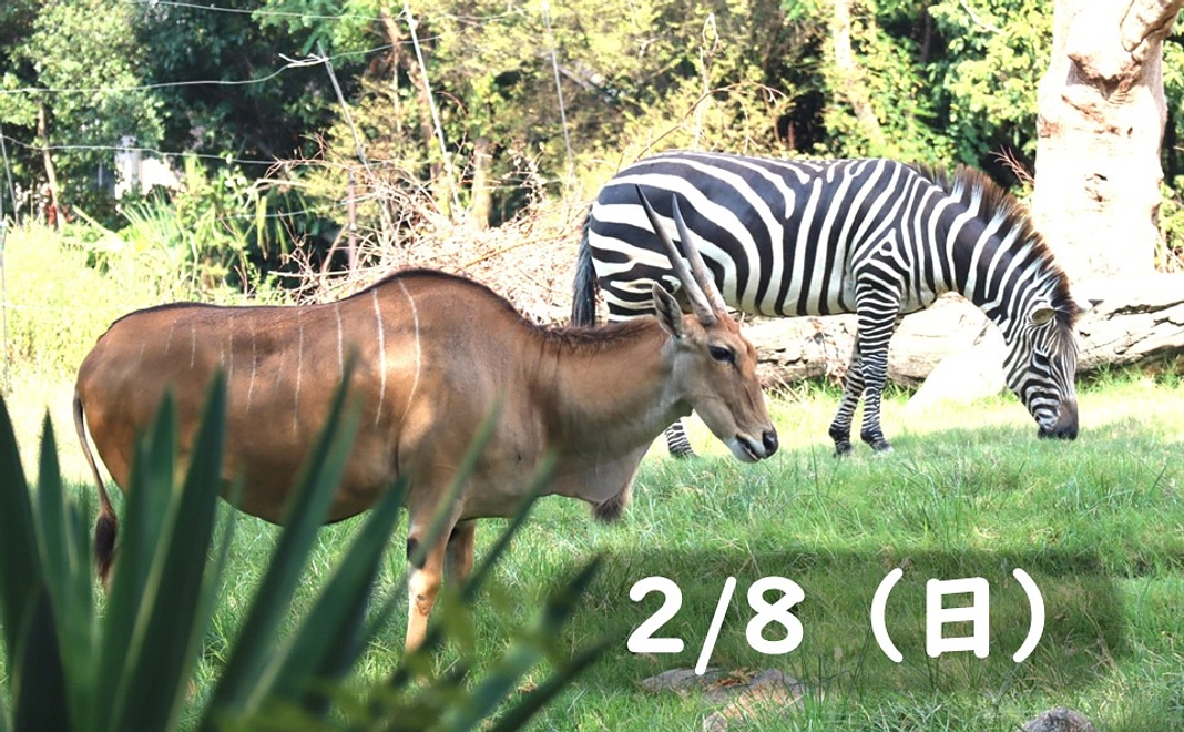【2/8（日）】草食動物の飼育員体験