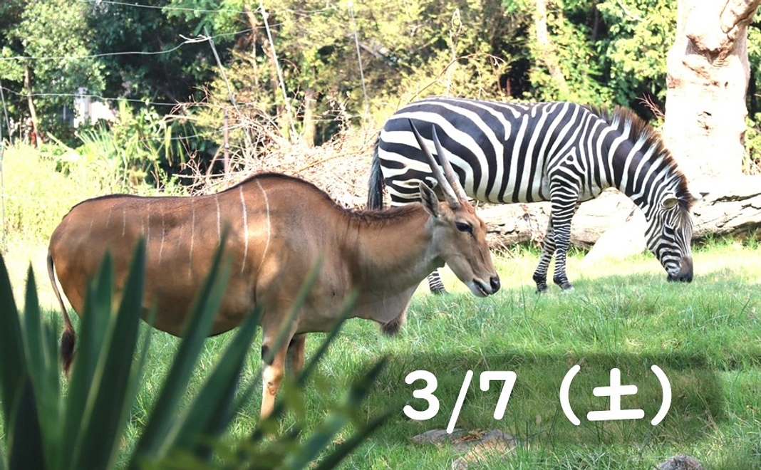 【3/7（土）】草食動物の飼育員体験
