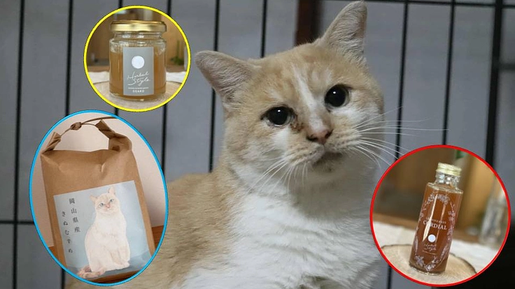 季節の特産品で「行き場の無い猫達」のための活動費をご支援下さい。