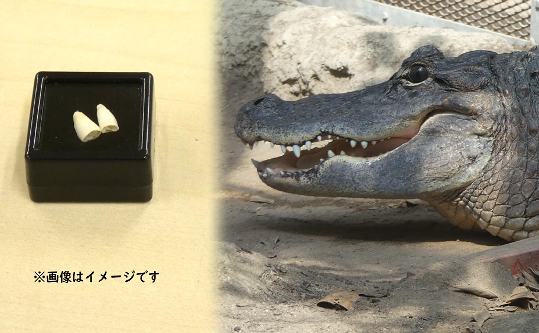 ワニの歯（小）