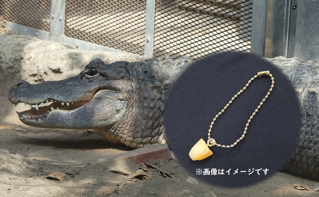 ワニの歯（大）
