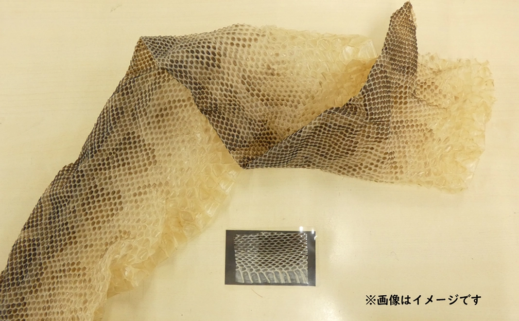 金運アップ！？ビルマニシキヘビの抜け殻