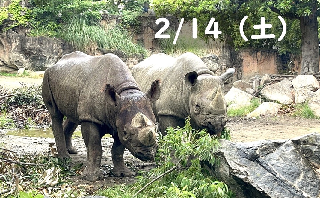 【2/14（土）】クロサイのバックヤード見学