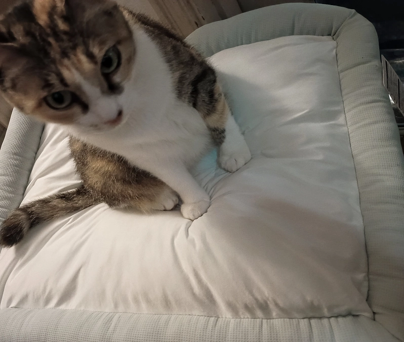 新たに購入したヒンヤリベッド