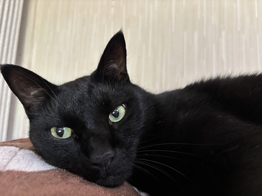 プロジェクトの応援よろしくお願いします