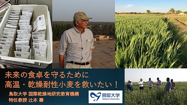 高温・乾燥耐性小麦の緊急里帰り！ のトップ画像