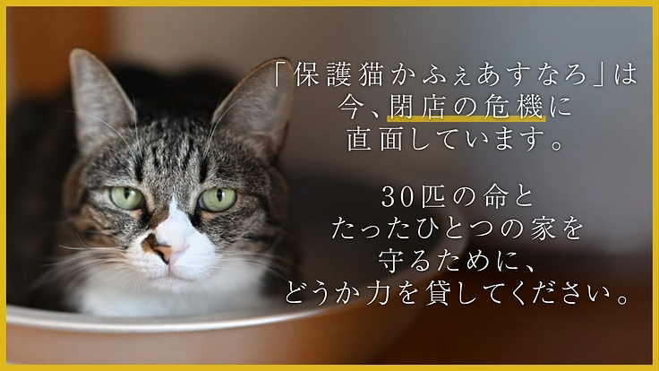 もう一度、生きるチャンスを。保護猫かふぇの命つなぐプロジェクト