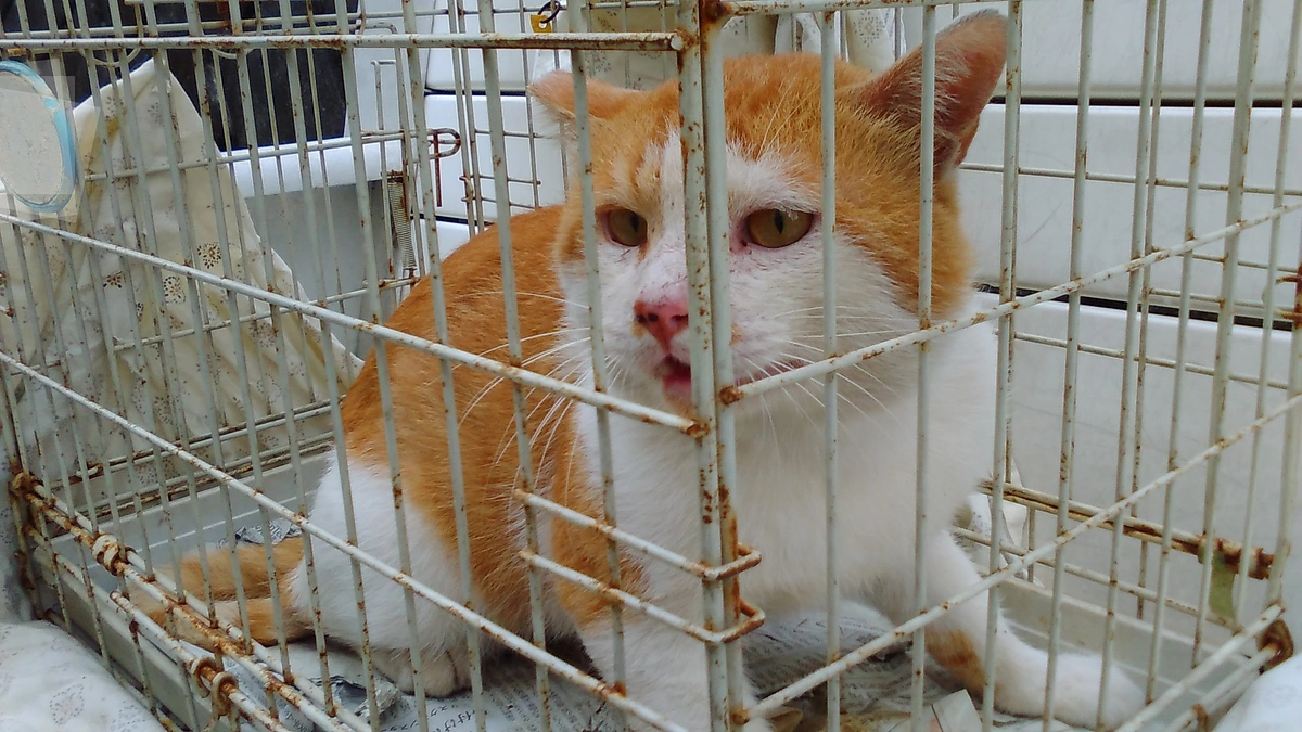 ＴＮＲ  手術無事終了！