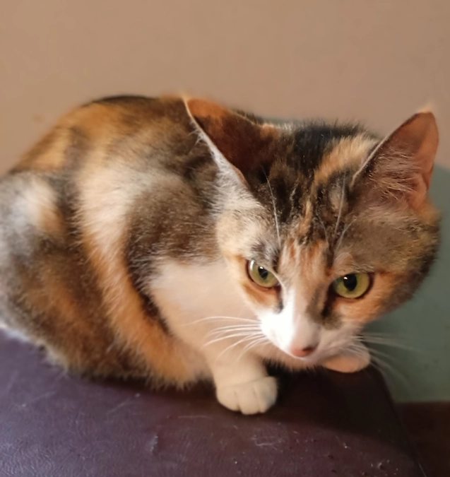 残り一日となりました。ネクストゴール挑戦中！