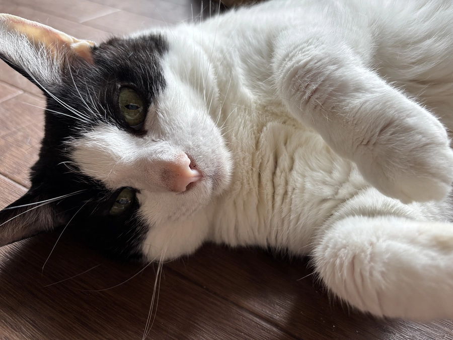 猫　リンパ腫　LGL 猫のリンパ腫について