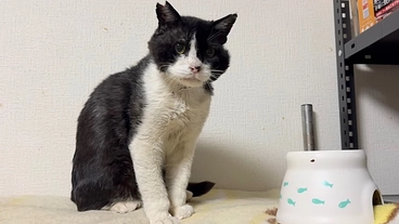 野良猫ちゃん保護猫ちゃんへのご支援お願いいたします🙇‍♀️ のトップ画像