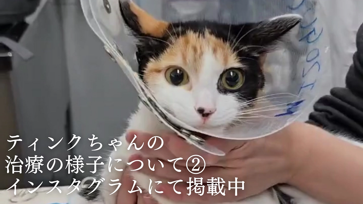 ティンクちゃんの治療の様子について②