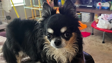 苦しんでいるチワワのクッキー君僧帽弁不全症の手術代をご協力下さい のトップ画像