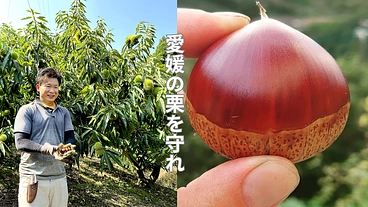 【モンブラン消滅！？8割減の衝撃】愛媛の栗を守れ！山の宝石を未来へ のトップ画像