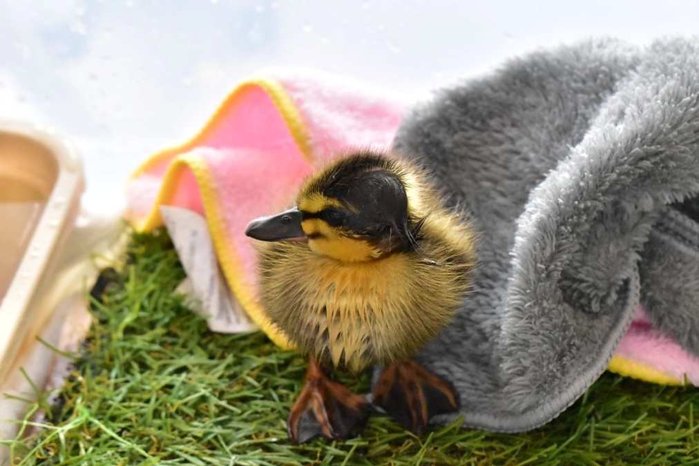 【保護情報】ネコに襲われていたカルガモのヒナ