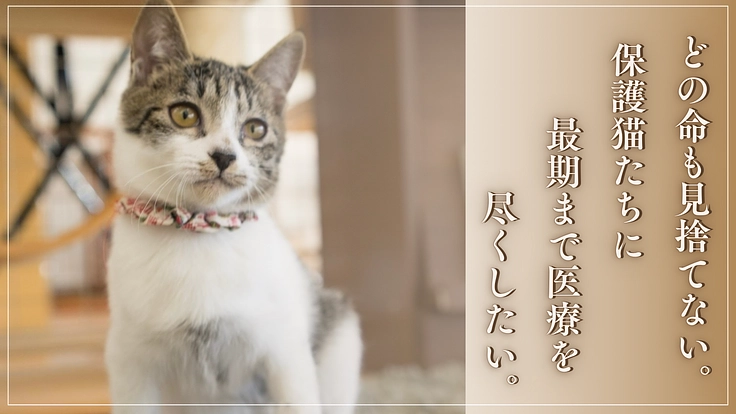 助けを待つ保護猫達に医療を。治療を諦めないシェルター運営を目指して