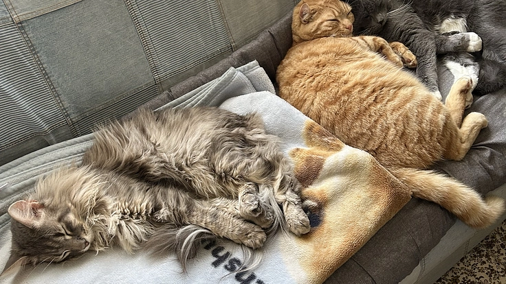 【至急】猫コロナが突然変異してFIP発症した"カヌレ"を救いたい