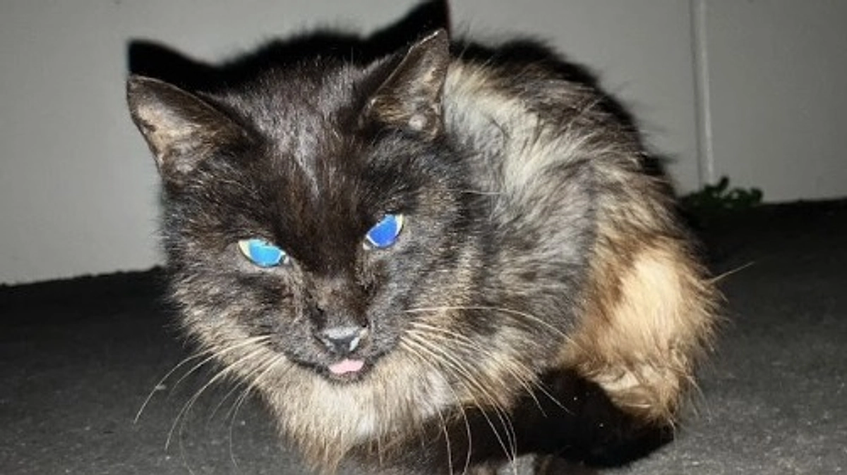 保護フル稼働！