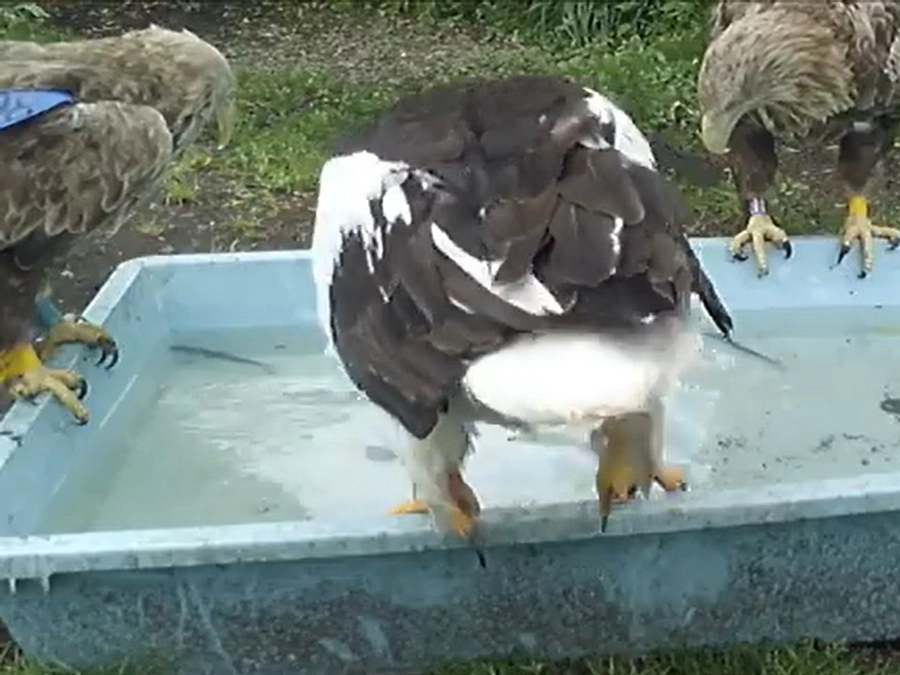 活魚の採餌場面でわかるワシ達の個性