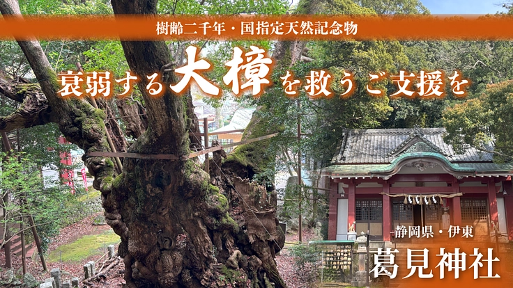 伊東・葛見神社|樹齢二千年、衰弱する大樟を救うためにご支援を