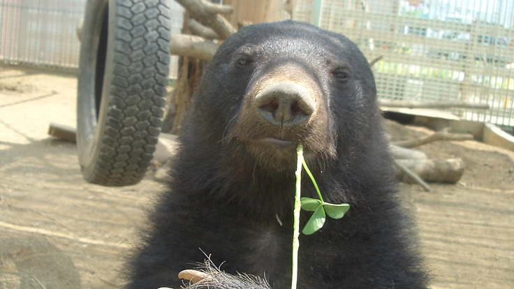 一頭でも多くの命を救いたい〜施設維持のためにご協力をお願いします〜