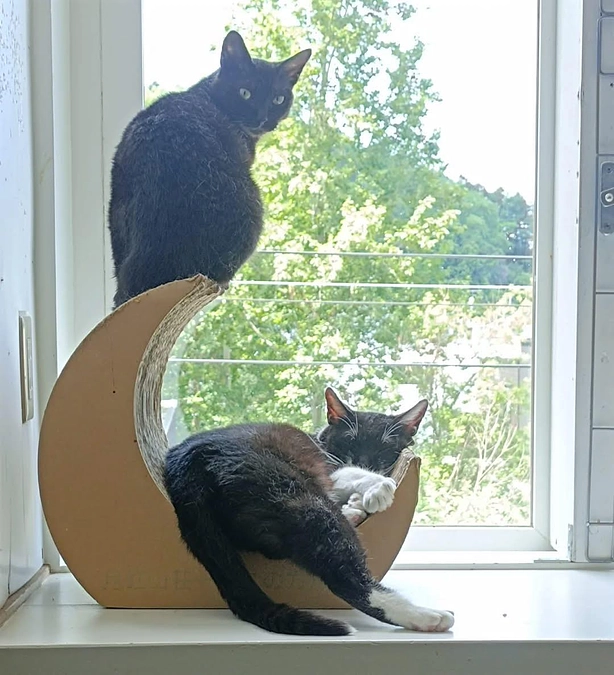 永年預かりさん達との初めての 茶話会が開催されました