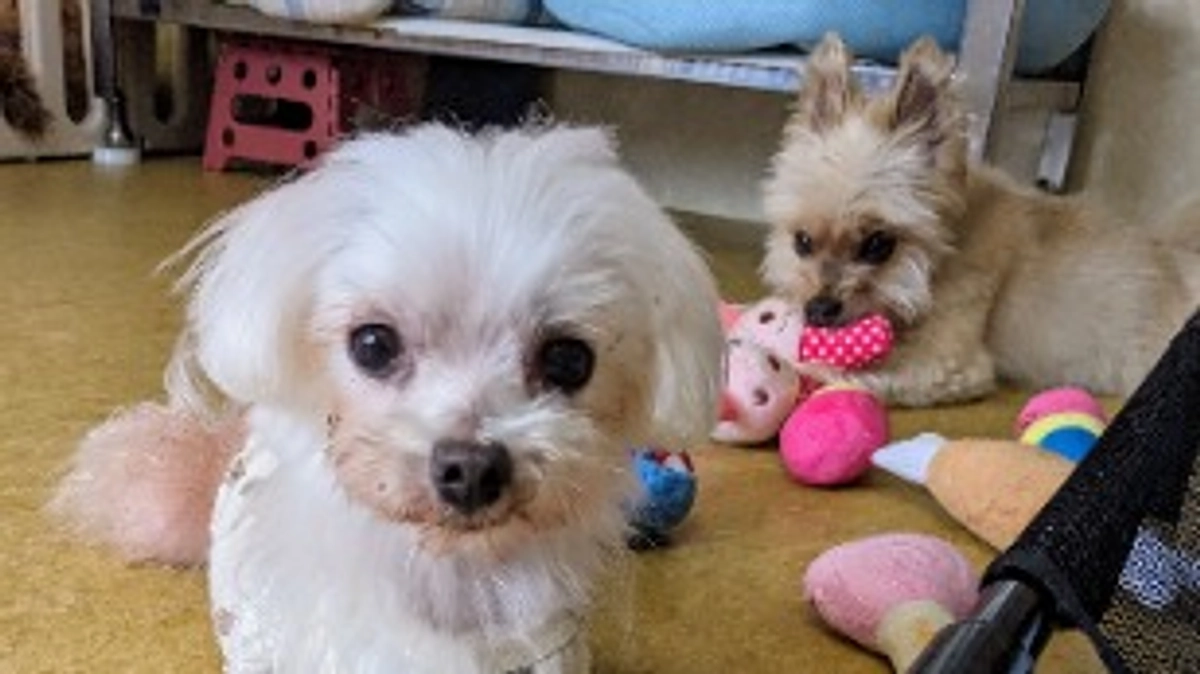 シェルターの近況