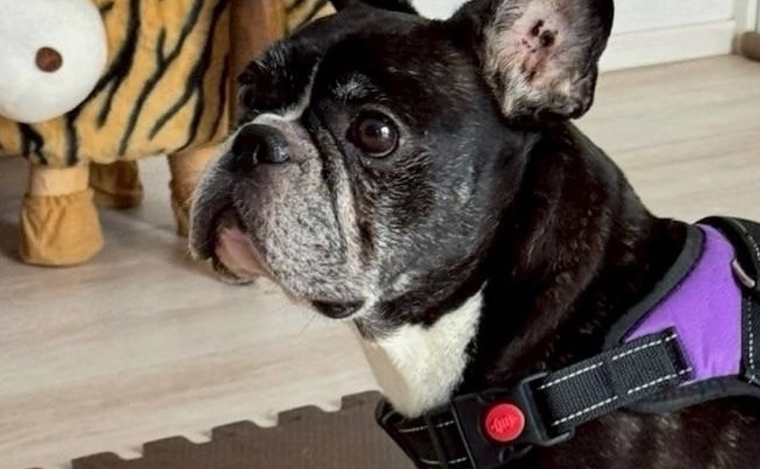 全力応援コース⭐︎5万円