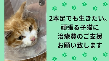 足を2本失った子猫を救いたい｜手術費のご支援をお願いします のトップ画像