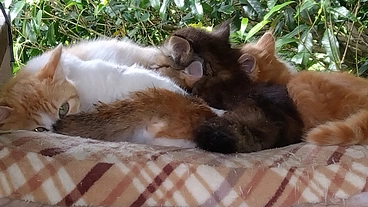 外で暮らすしかなかった猫達に希望をお願いします。 のトップ画像