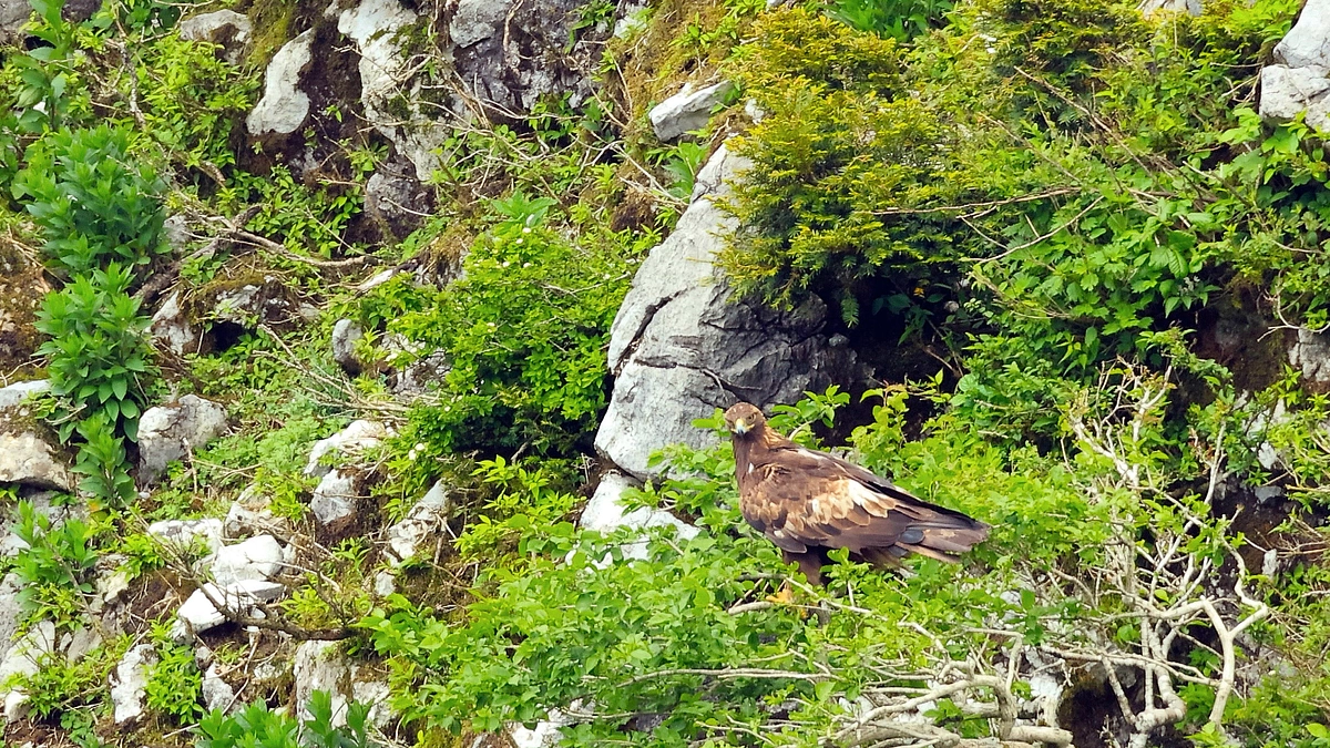 第12回 伊吹山イヌワシ観察会のお知らせ