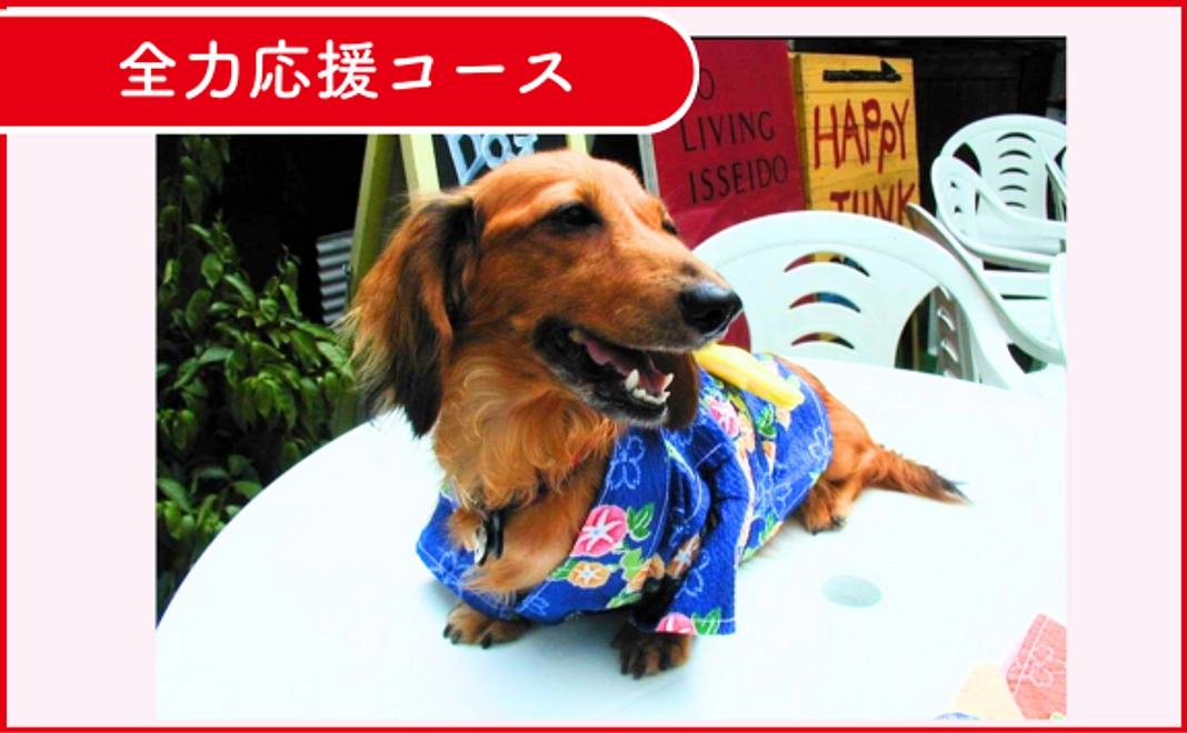 DOG DUCAを全力応援!1万円