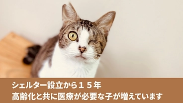 猫伝染性腹膜炎【ＦＩＰ】治療を含む、保護猫の医療費にご支援を！ のトップ画像
