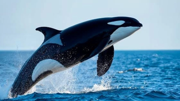 海洋生物を救う夢を叶えたい。大学の費用をご支援ください。