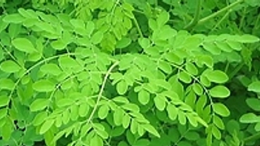 モリンガを利用して、コメを増産し、日本の食糧自給率を高めたいと思っ のトップ画像