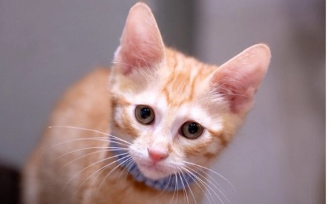 にゃんこ全力応援コース｜3千円