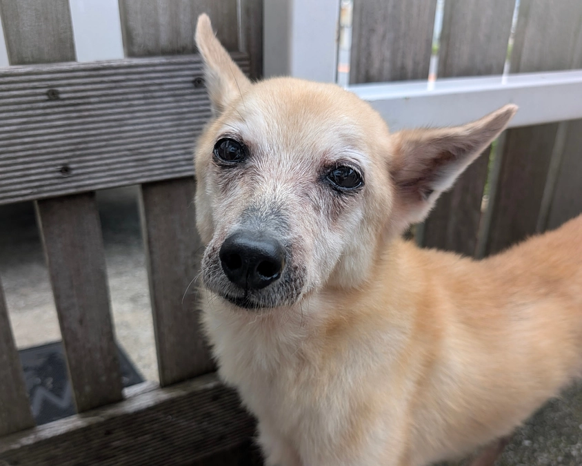 シェルターの活動報告