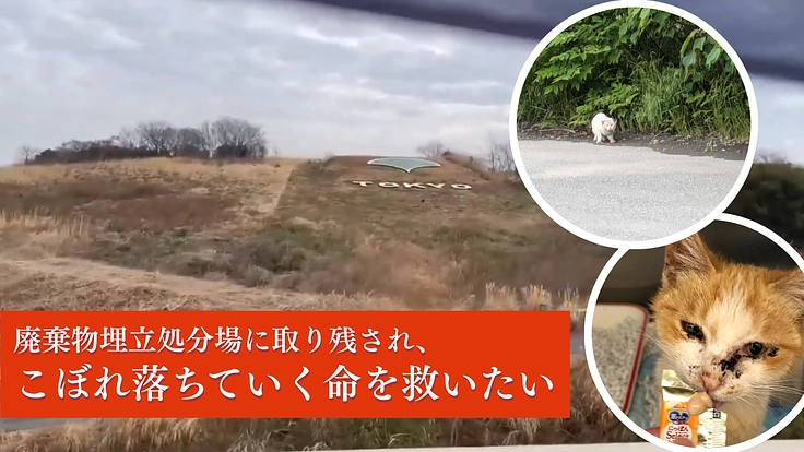 見捨てられた命に、光を。声なきSOSに応え続ける活動存続にご支援を