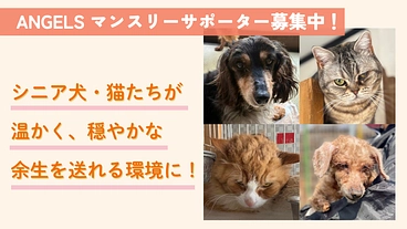 ANGELSサポーター募集中｜シニア犬・猫たちにも温かく輝く未来を のトップ画像