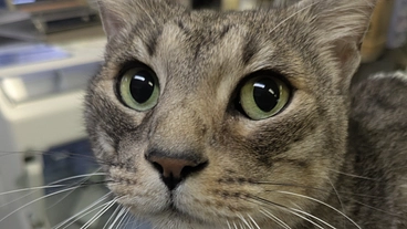 鼻腔内リンパ腫になってしまった愛猫ルーチェを助けたいです。 のトップ画像