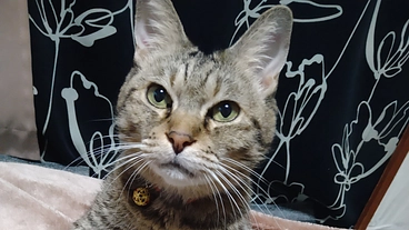 大事な家族を助けたい！猫伝染性腹膜炎(FIP)の治療費が必要です のトップ画像